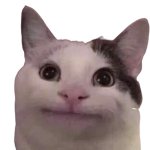 Polite cat (Color change background) meme