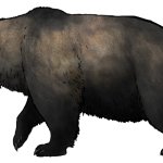 Ursus Spelaeus