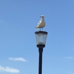 Funny God Seagull