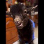 Eating Chewing Goat GIF Template