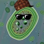 scumbag cyanobacteria meme