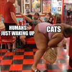 Twerking at Waffle House | HUMANS JUST WAKING UP; CATS | image tagged in twerking at waffle house,cats,cat | made w/ Imgflip meme maker