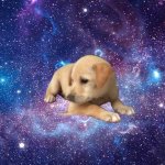 PUPPY IN SPACE?