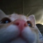 Cat GIF Template