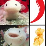 Annoyed Axolotl | image tagged in annoyed axolotl | made w/ Imgflip meme maker