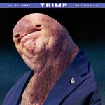 Dinild Trimp