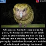 Behold the Kakapo meme