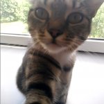 Selfie Cat (original)