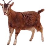 Goat Transparent Background