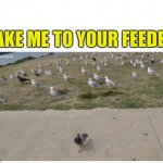 Take me to your feeder | TAKE ME TO YOUR FEEDER | image tagged in the birds | made w/ Imgflip meme maker