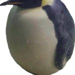 pingu let himself go template