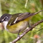 Warbling vireo