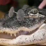 smart gator