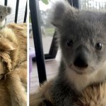 Dog saves baby koala