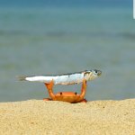 Crab holding a fish meme