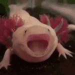 Axolotl Opening Mouth GIF Template