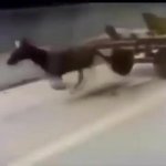 Fast horse GIF Template