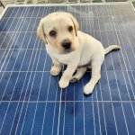 Puppy on Solar Panel