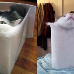 Cats are liquid