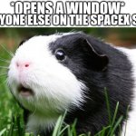 Elon will be mad | EVERYONE ELSE ON THE SPACEX SHIP:; *OPENS A WINDOW* | image tagged in scared guinea pig | made w/ Imgflip meme maker