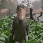 Bird stare meme in rain GIF Template