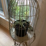 Caged plant