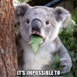 WTF Fact #173 | WTF FACT #173; IT'S IMPOSSIBLE TO SAY "GOOD EYE MIGHT", WITHOUT SOUNDING AUSTRALIAN. | image tagged in australian koala surprise wtf | made w/ Imgflip meme maker