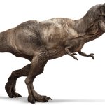 Female T Rex