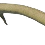 Elasmosaurus (JWE Design)
