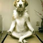 Inner Peace Dog meme