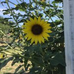 Texas Sunflower