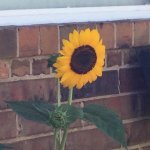 Special Sunflower