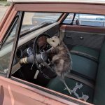 Possum at the Wheel