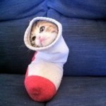 Cat in a sock meme