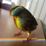 Rainbow Bowl-cut Bird
