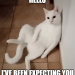 Cat | HELLO; I'VE BEEN EXPECTING YOU | image tagged in cat | made w/ Imgflip meme maker