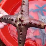 Starfish with 4 arms