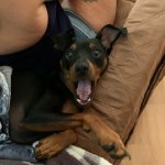 Scared dog