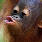 Orangutan