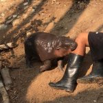 Baby Hippo Bites Leg