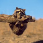 raccoon hanging from a limb