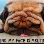 Melting dog