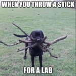 Good Boy | WHEN YOU THROW A STICK; FOR A LAB | image tagged in good boy | made w/ Imgflip meme maker