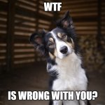 Dog WTF | WTF; IS WRONG WITH YOU? | image tagged in dog wtf | made w/ Imgflip meme maker