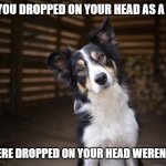 Were you dropped on your head as a baby? | WERE YOU DROPPED ON YOUR HEAD AS A BABY? YOU WERE DROPPED ON YOUR HEAD WEREN'T YOU? | image tagged in dog wtf | made w/ Imgflip meme maker