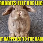 Rabbit | IF RABBITS FEET ARE LUCKY, WHAT HAPPENED TO THE RABBIT? | image tagged in rabbit,rabbit feet,lucky,what happened,to rabbit,fun | made w/ Imgflip meme maker