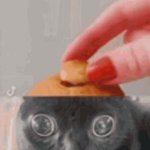jimx GIF Template