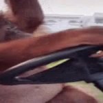 orangutan driving a golf cart GIF Template