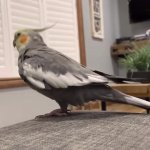 Parrot dances to the weekend GIF Template