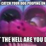 Funtime Foxy is Terrible | WHEN YOU CATCH YOUR DOG POOPING ON THE FLOOR; WHAT THE HELL ARE YOU DOING | image tagged in funtime foxy is terrible | made w/ Imgflip meme maker